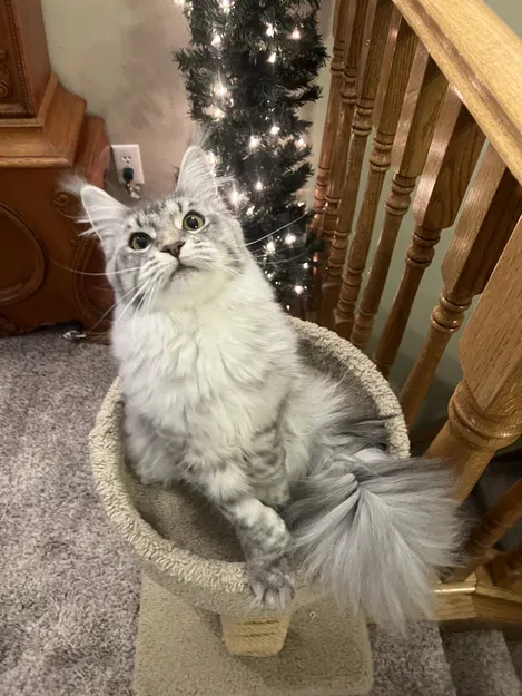 Clip thingy (kẹp clip nhỏ) - Image 1