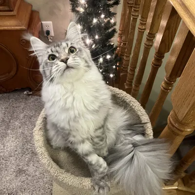 Clip thingy (kẹp clip nhỏ)