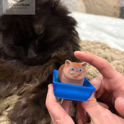 Clicker: Mèo con British trong khay cát vệ sinh