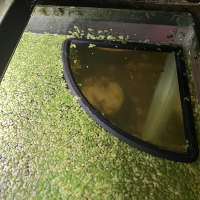 Vòng Cho Cá Ăn (Feeder Ring) - Góc