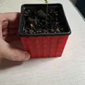Chậu lồng cho chậu ươm 77mm (Pot for seedlings pot 77mm) - Thumbnail 8