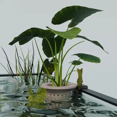 Chậu trồng cây treo mép bể cá (Suspended aquarium planter)