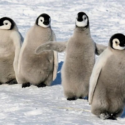 Penuin – Chim cánh cụt nhỏ