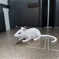 Chuột Nhỏ Lém Lỉnh (Sneaky Little Mouse) - Thumbnail 1
