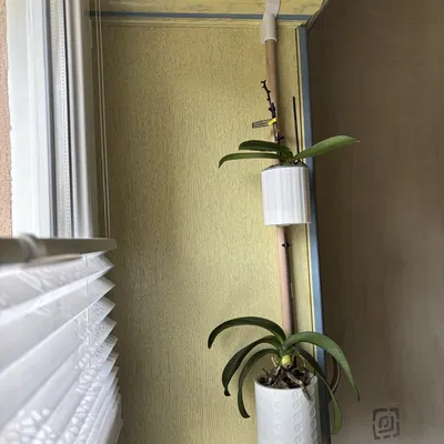 Dự án Cuối Tuần – Chậu Hoa Parametric