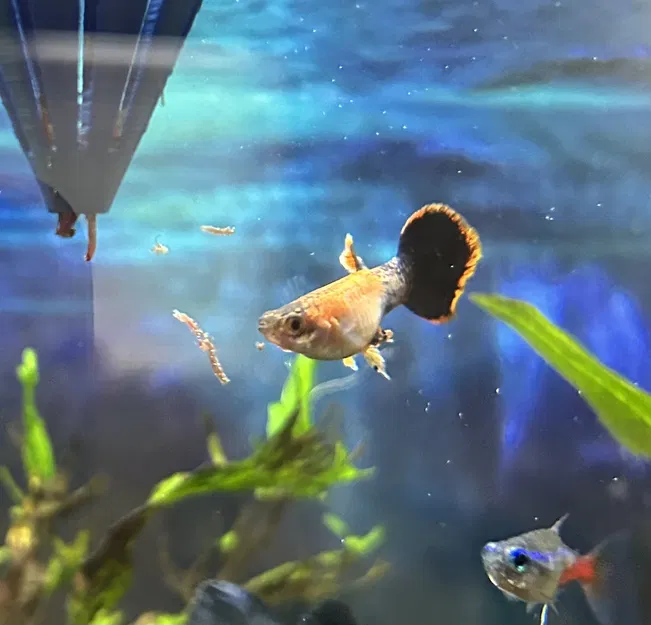 Bộ khuếch tán nước cho bể cá - Image 1