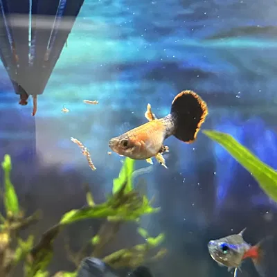 Bộ khuếch tán nước cho bể cá