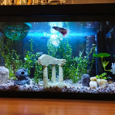Nắp hồ cá 400x200 (Aquarium cover 400x200)