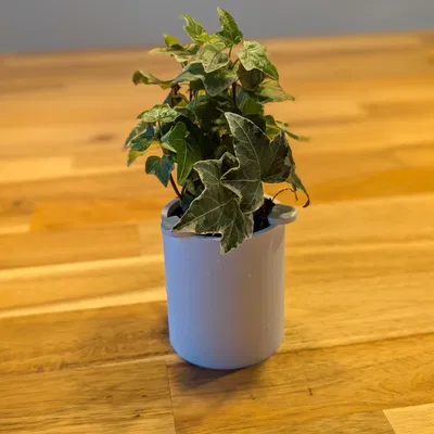 Insert chậu cây cho bình Ikea FRÖVÄXT