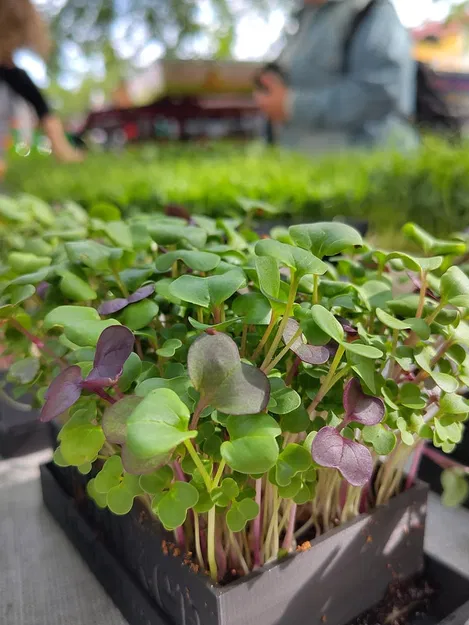 Khay gieo hạt Microgreen (Microgreen seed tray) - Image 1