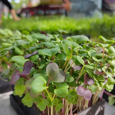 Khay gieo hạt Microgreen (Microgreen seed tray)