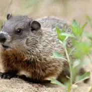 GEAR woodchucks martian