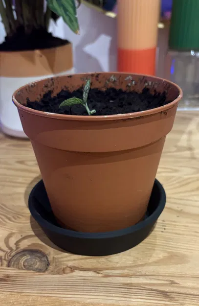 Đĩa lót chậu cây (Plant Pot saucer) - Image 2