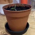 Đĩa lót chậu cây (Plant Pot saucer) - Thumbnail 2