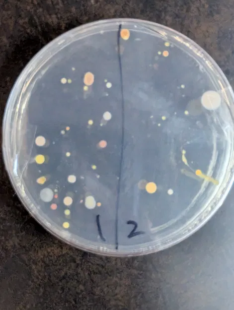 Tops Our Fun - Image 1