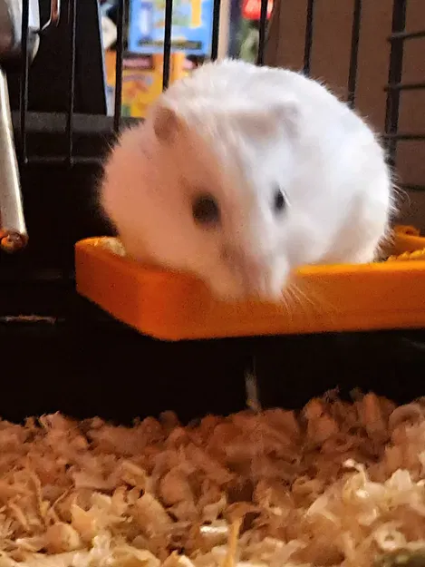 Khay cho hamster ăn (Hamster feeder) - Image 1