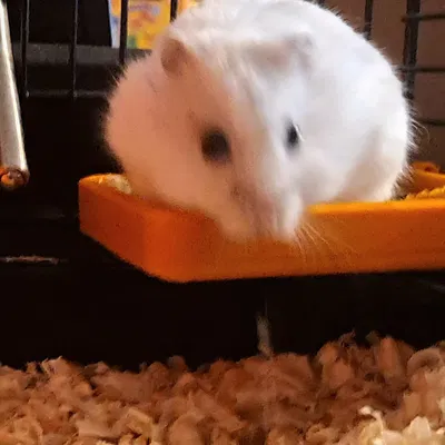 Khay cho hamster ăn (Hamster feeder)