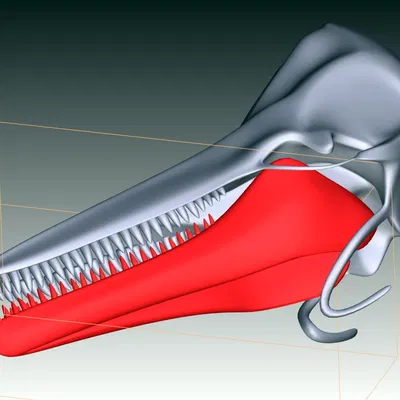 Hộp Sọ Cá Heo 3D Sẵn Sàng In 3D (3D Print Ready Dolphin Skull 3D Printing)