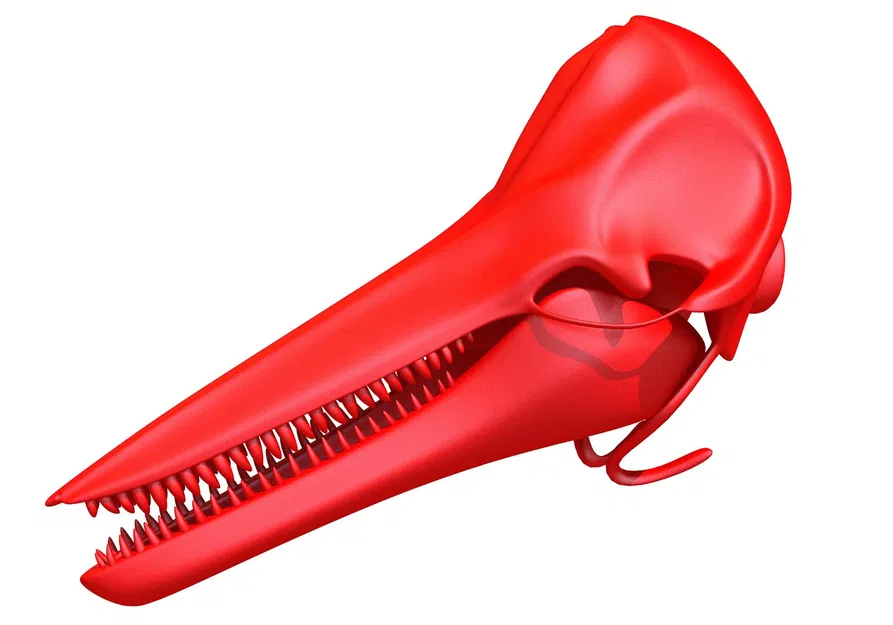 Hộp Sọ Cá Heo 3D Sẵn Sàng In 3D (3D Print Ready Dolphin Skull 3D Printing) - Image 2