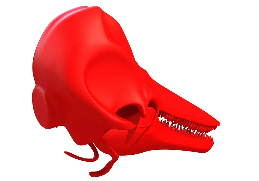 Hộp Sọ Cá Heo 3D Sẵn Sàng In 3D (3D Print Ready Dolphin Skull 3D Printing) - Image 3