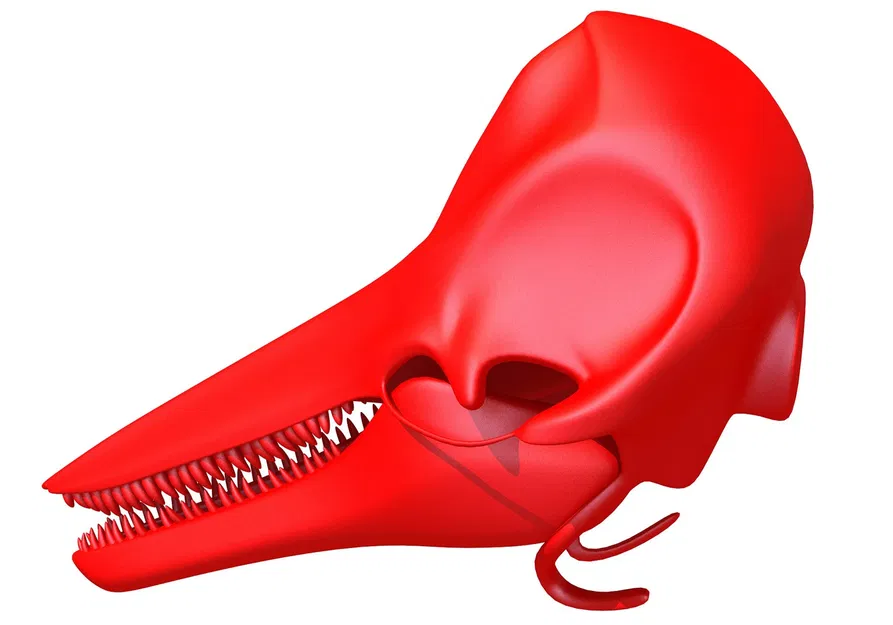 Hộp Sọ Cá Heo 3D Sẵn Sàng In 3D (3D Print Ready Dolphin Skull 3D Printing) - Image 4