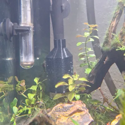 Ốp chắn đầu hút lọc bể tép (ống ø17mm, ví dụ JBL e402)