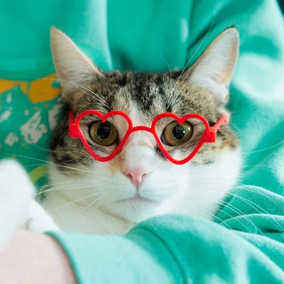 Kính Trái Tim (Heart Glasses)