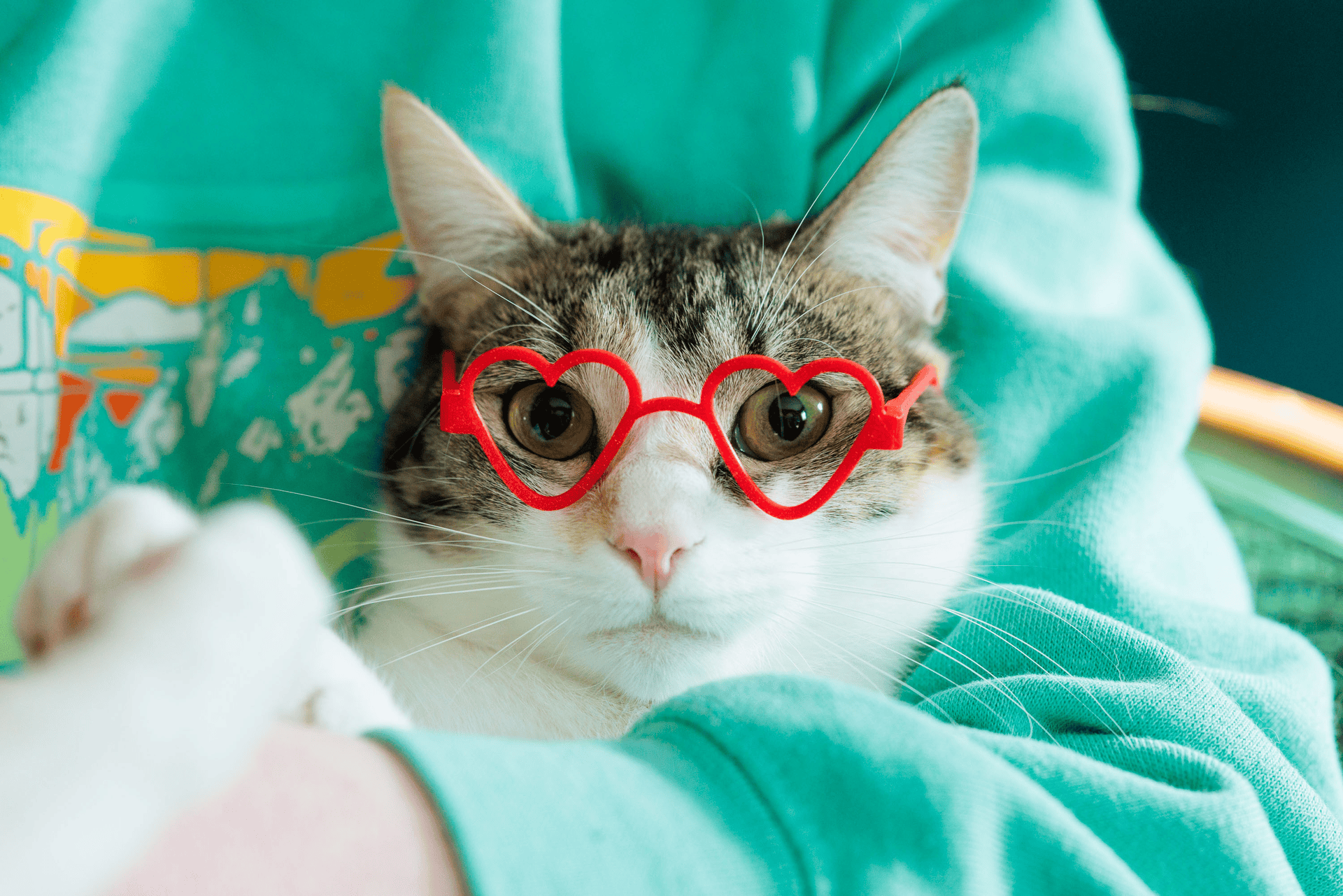 Kính Trái Tim (Heart Glasses) - Image 2