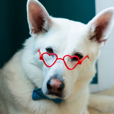 Kính Trái Tim (Heart Glasses)