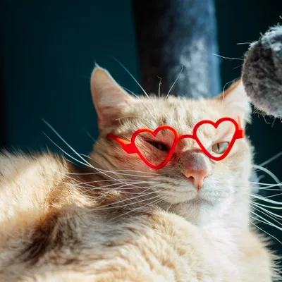 Kính Trái Tim (Heart Glasses)