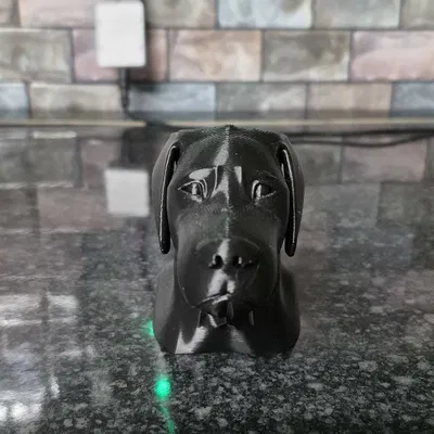 Lab head (đầu Labrador)