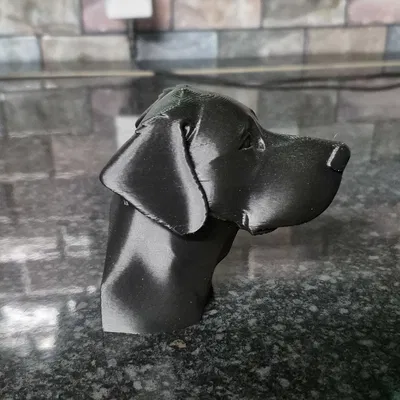 Lab head (đầu Labrador)