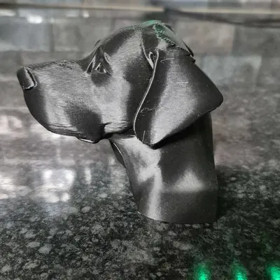 Lab head (đầu Labrador)