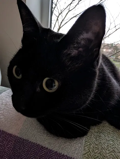 Bảng hiệu “Cat Inside Sign” (Có mèo bên trong) - Image 2