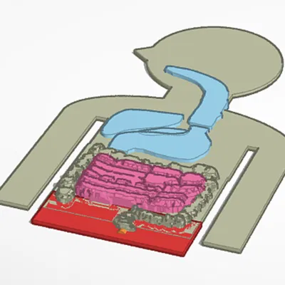 Hệ tiêu hóa kèm các cơ quan