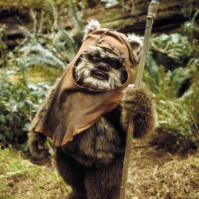 Ewok
