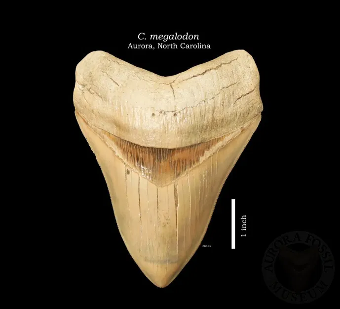 Răng Megalodon (megalodon tooth) – mô hình replica chân thực - Image 1