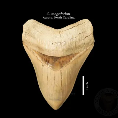 Răng Megalodon (megalodon tooth) – mô hình replica chân thực