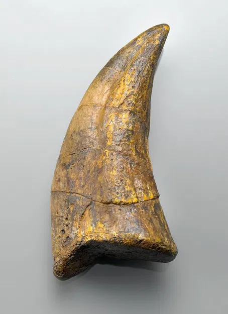 Trex Tooth and Claw – Bản sao hóa thạch chân thực - Image 1