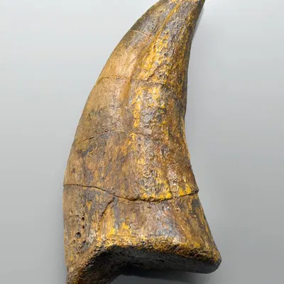 Trex Tooth and Claw – Bản sao hóa thạch chân thực