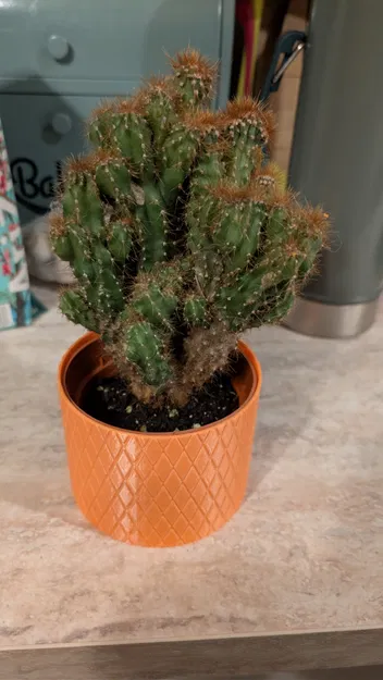 Chậu hoa văn knurled texture hiện đại cho xương rồng & sen đá (10cm) - Image 2