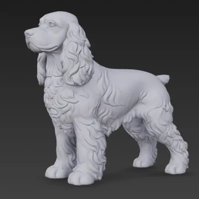 Cocker Spaniel