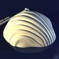 Sea shell_6x3vh – Model 3D khuôn vỏ sò - Thumbnail 3