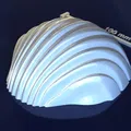 Sea shell_6x3vh – Model 3D khuôn vỏ sò - Thumbnail 4