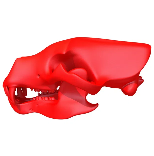 Mẫu 3D Sọ Gấu Sẵn Sàng In (3D Print Ready Bear Skull) - Image 1