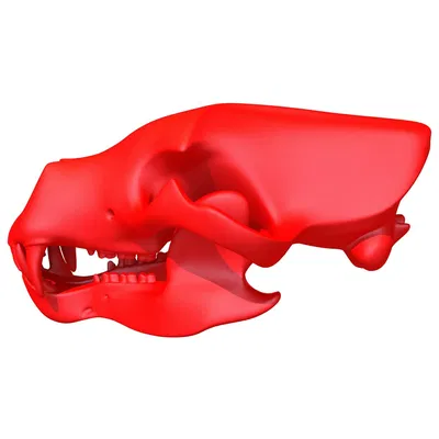 Mẫu 3D Sọ Gấu Sẵn Sàng In (3D Print Ready Bear Skull)