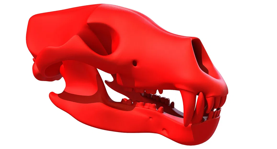 Mẫu 3D Sọ Gấu Sẵn Sàng In (3D Print Ready Bear Skull) - Image 2
