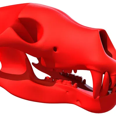 Mẫu 3D Sọ Gấu Sẵn Sàng In (3D Print Ready Bear Skull)