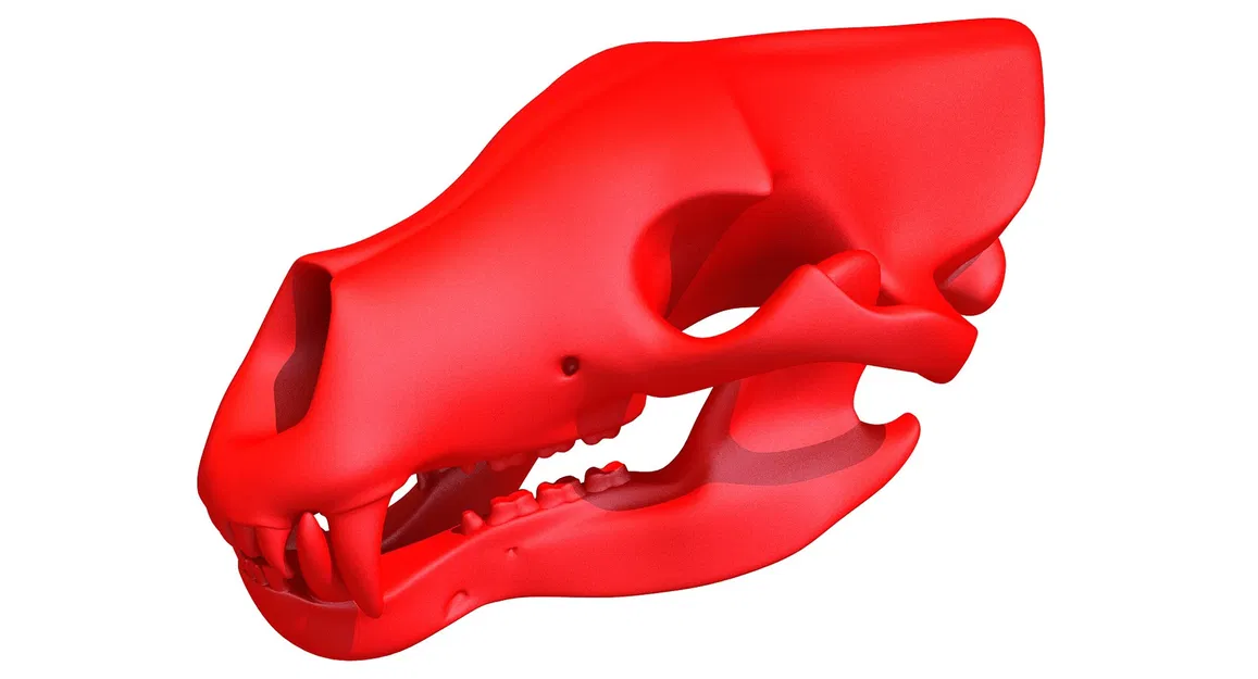 Mẫu 3D Sọ Gấu Sẵn Sàng In (3D Print Ready Bear Skull) - Image 3