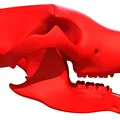 Mẫu 3D Sọ Gấu Sẵn Sàng In (3D Print Ready Bear Skull) - Thumbnail 4